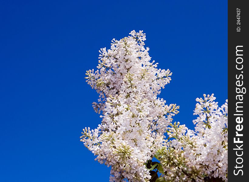 Vibrant White Lilacs against a bright blue sky