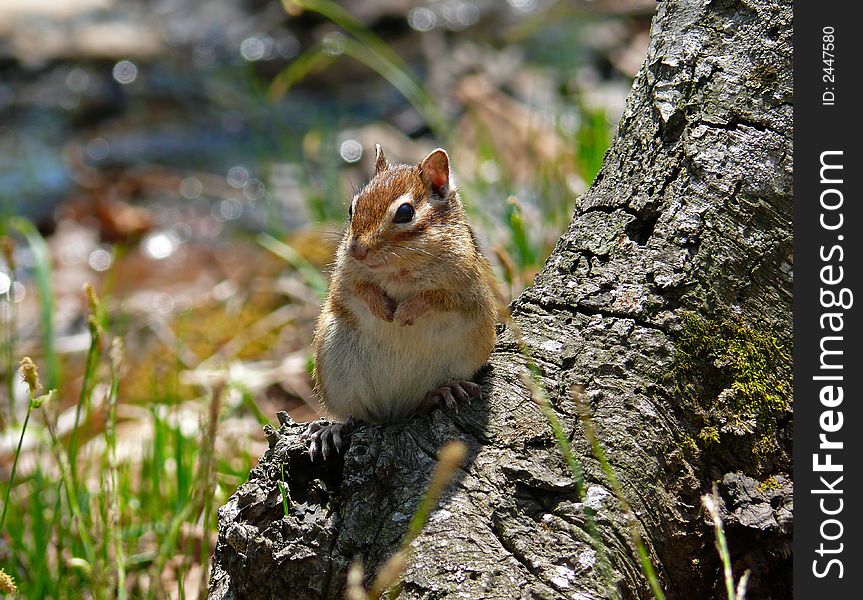 A close-up of siberian chipmunk (Tamias sibiricus) on tree. Russian Far East, Primorye.