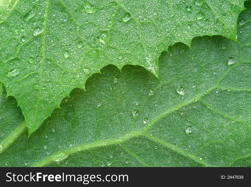 Close-up of two leaves, covered with drops of morning dew.