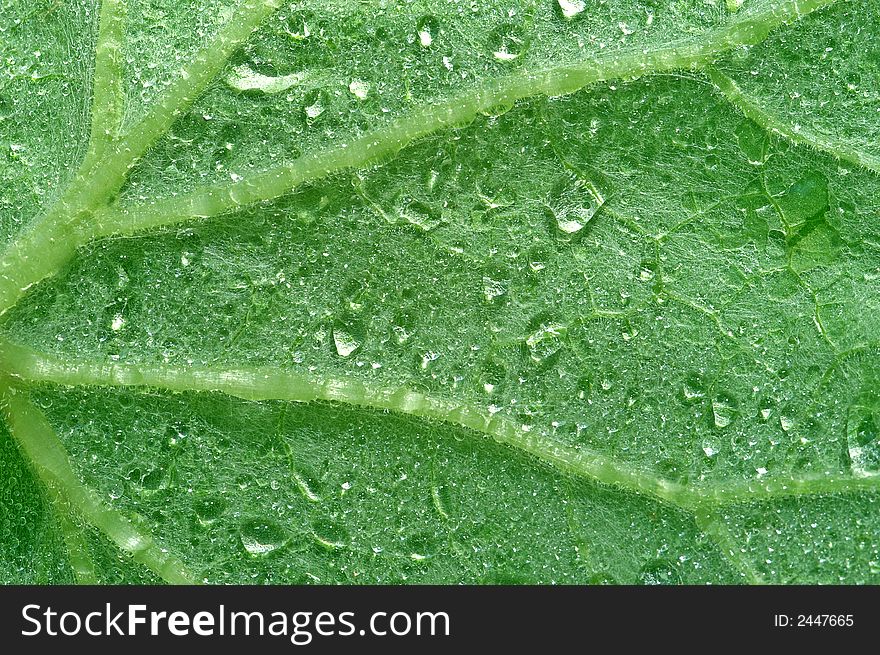 Close-up of a leaf with water drops. Close-up of a leaf with water drops.