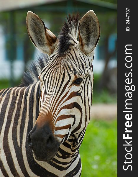 Head of zebra in zoo