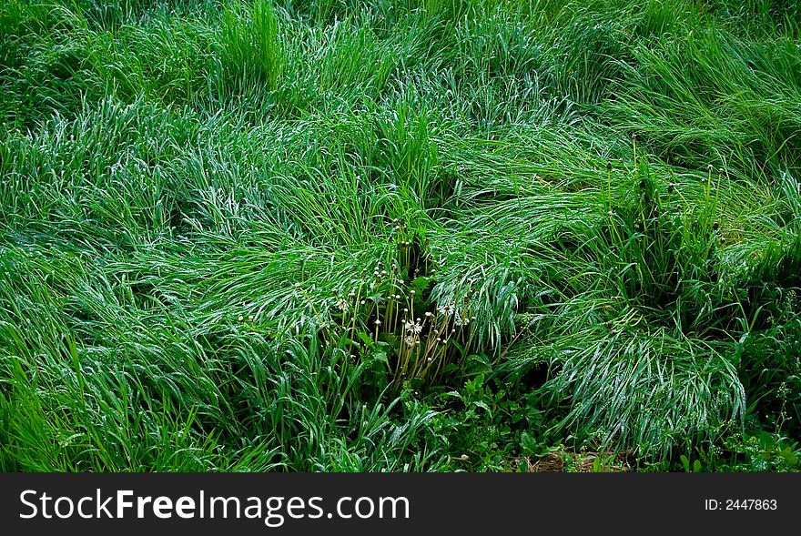 Lush spring grass background, greenery rolling surface