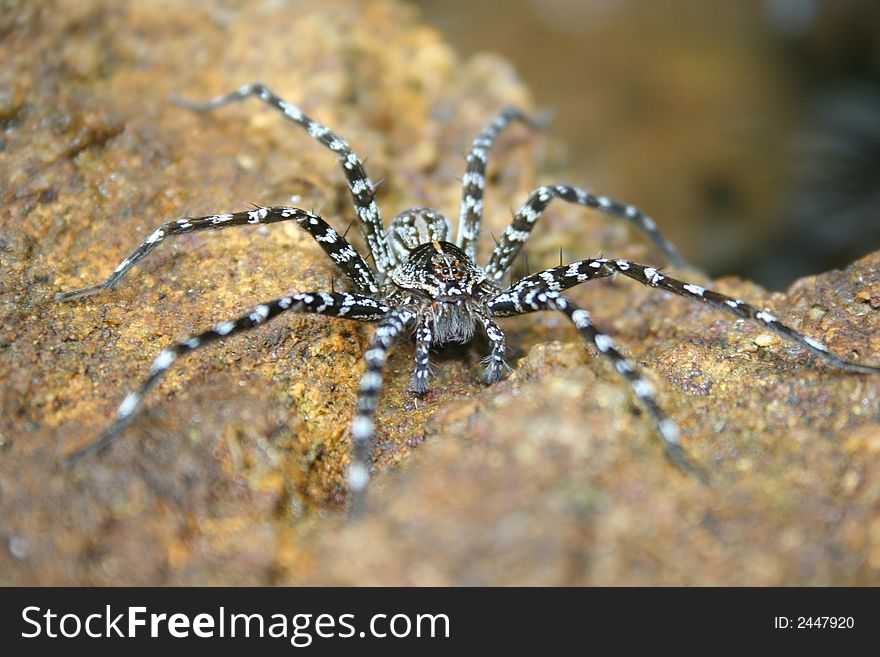 Sri Lankan water spider at Sinharaja Rain Forest