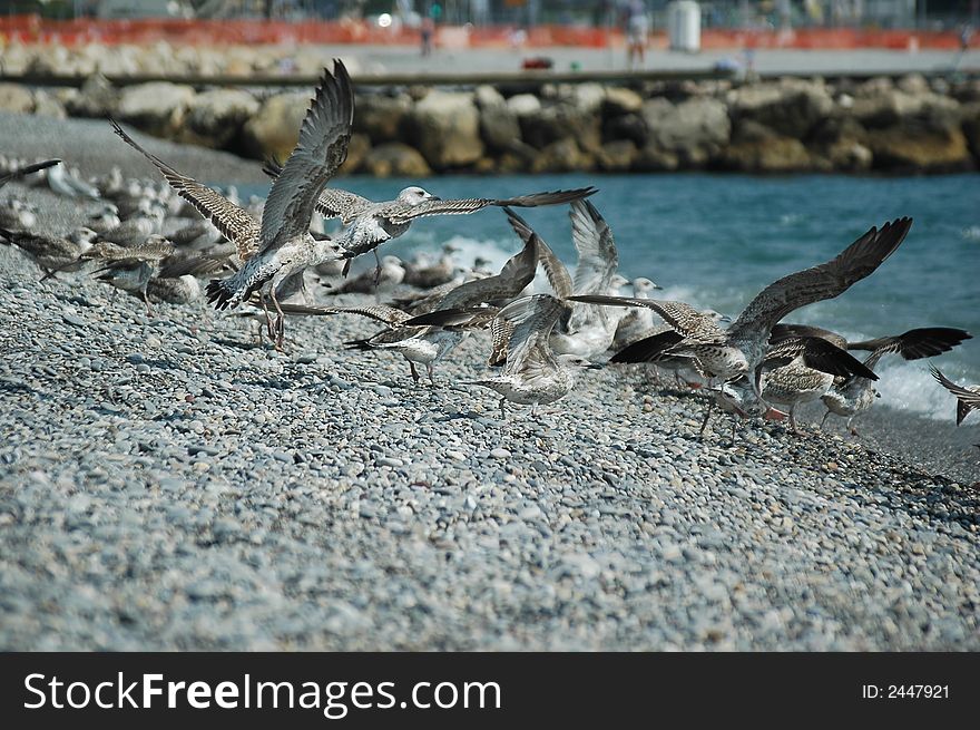 Birds on the french beach