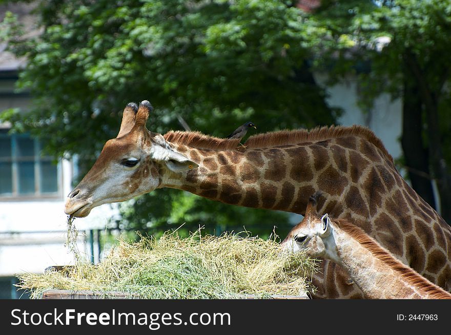 Giraffe family in the Almaty zoo