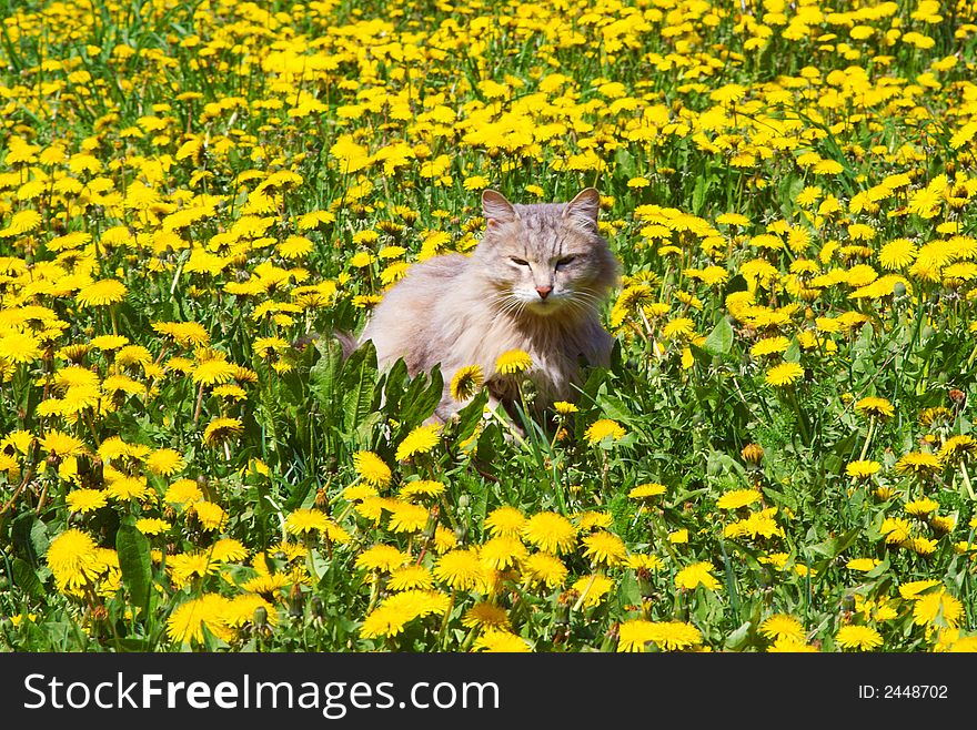 The cat walks on a lawn with dandelions