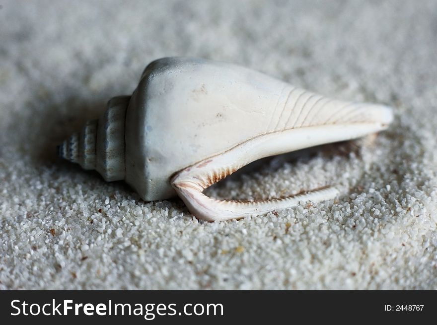 The image of a cockleshell close-up on sand