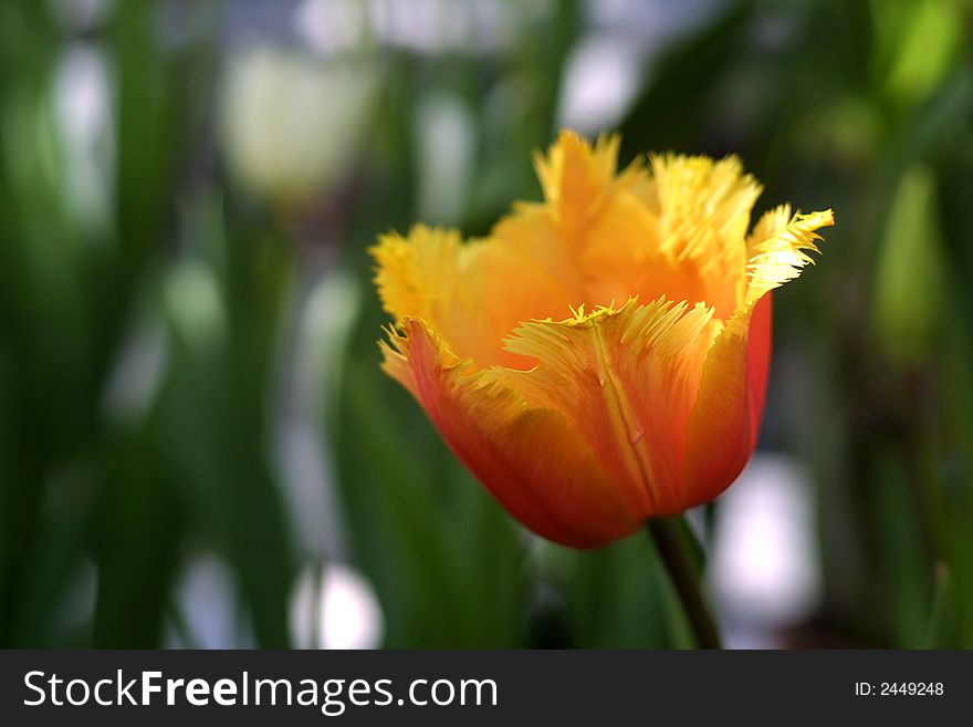 Image of a beautiful red and yellow tulip. Image of a beautiful red and yellow tulip