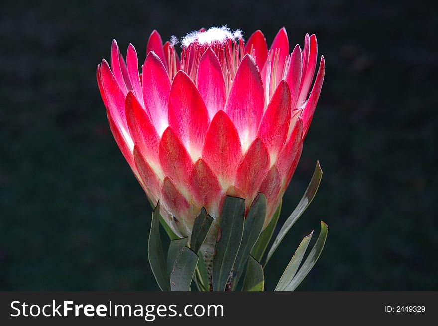 A Protea flower, the national flower of the Republic of South Africa.