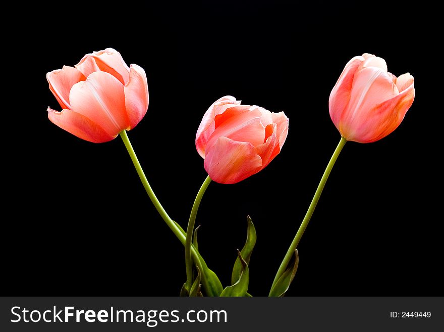 Three beautiful tulips in a row on black