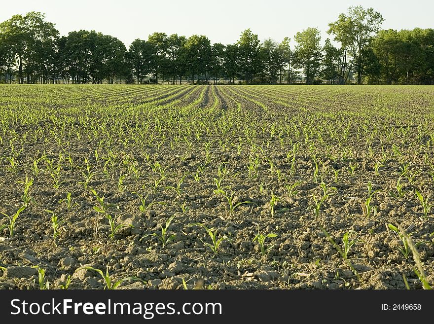 Here is a photo of young corn plants just breaking through the soil.