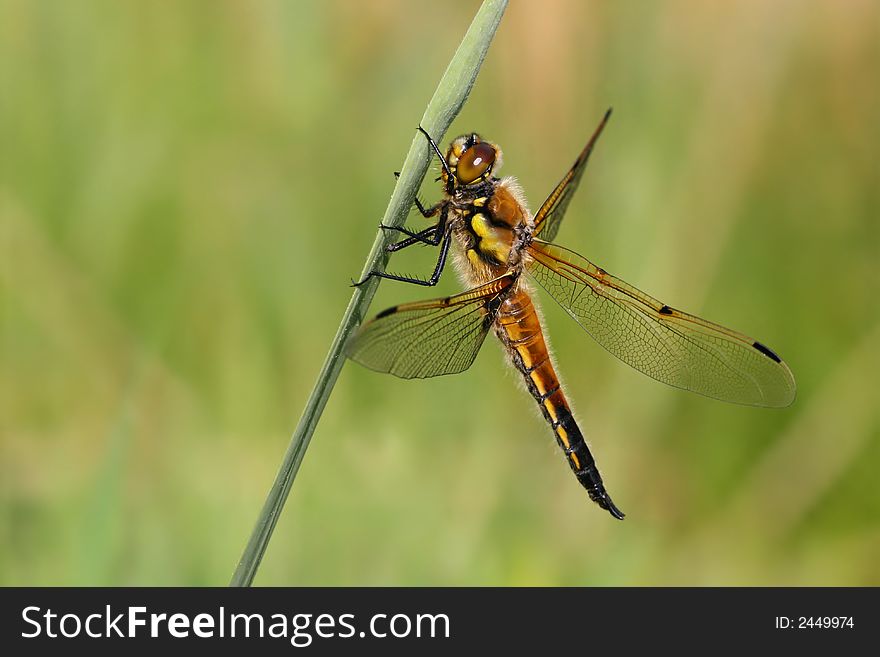 Macro of hairy dragon fly sitting on stalk of reed. Macro of hairy dragon fly sitting on stalk of reed