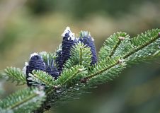 Korean Fir Tree. Stock Photo Korean Fir Tree. Stock Photo