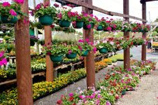 Flowers In Hanging Baskets Royalty Free Stock Images Flowers In Hanging Baskets Royalty Free Stock Images