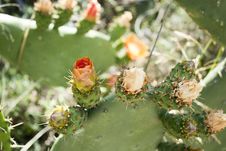 Flowers Of Cactus Royalty Free Stock Photography