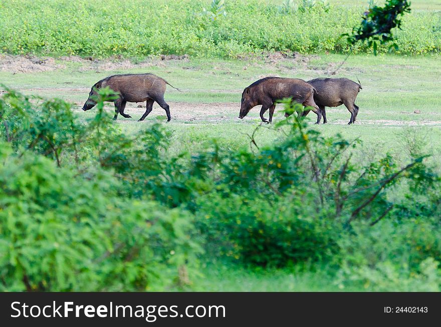 Group of wild pigs in the twilight. Group of wild pigs in the twilight