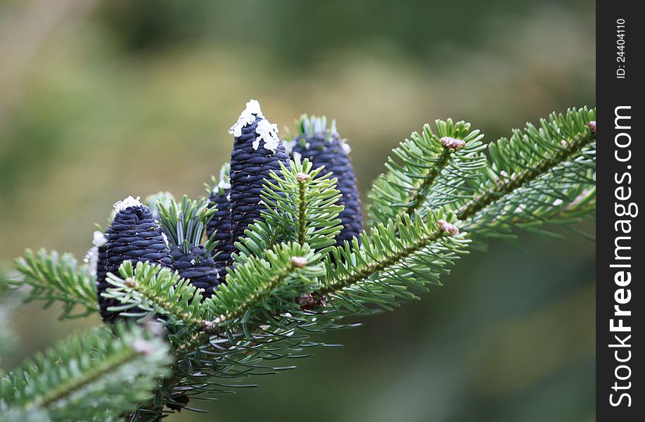 The Distinctive Pine Cones of the Korean Fir Tree.