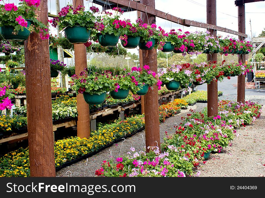 Flowers In Hanging Baskets