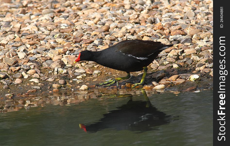 Moorhen with reflection