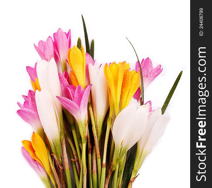 Bunch of beautiful brightly colored Crocus flowers isolated on white with water drops