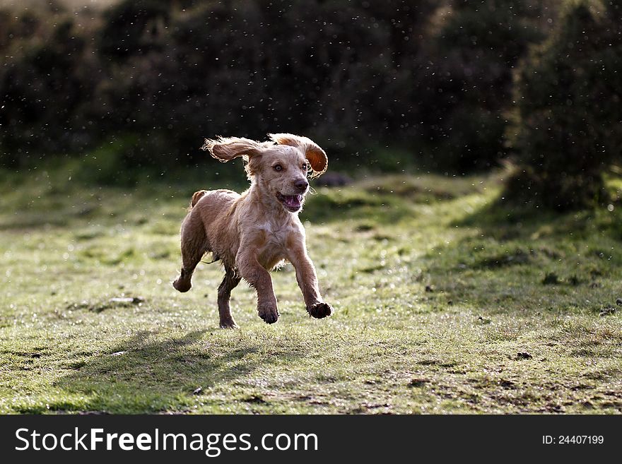 Cocker Spaniel Puppy