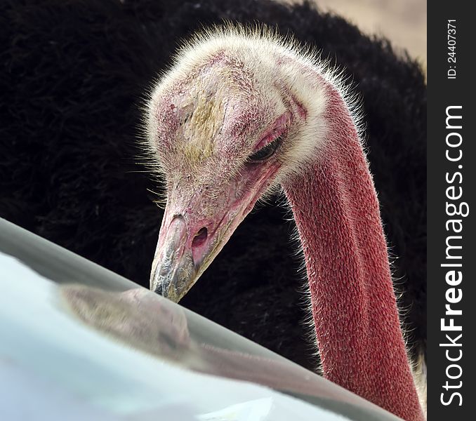 Male of African ostrich (Struthio camelus) is looking at window of a car; the Negev desert, Hai Bar national reserve, 25 km north from Eilat, Israel. Male of African ostrich (Struthio camelus) is looking at window of a car; the Negev desert, Hai Bar national reserve, 25 km north from Eilat, Israel