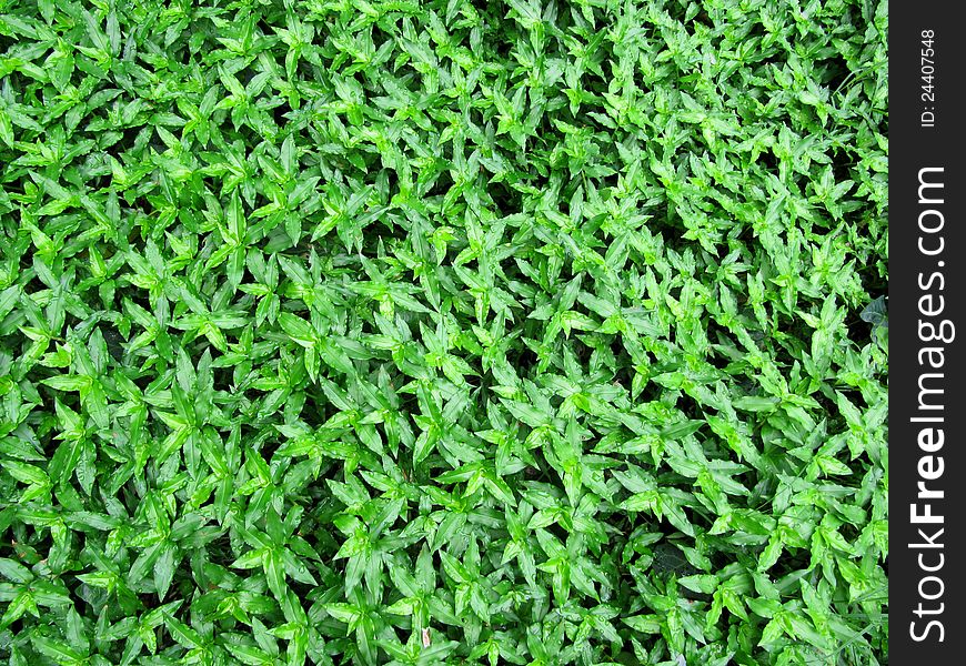 Carpet from green leaves of a tradescantia