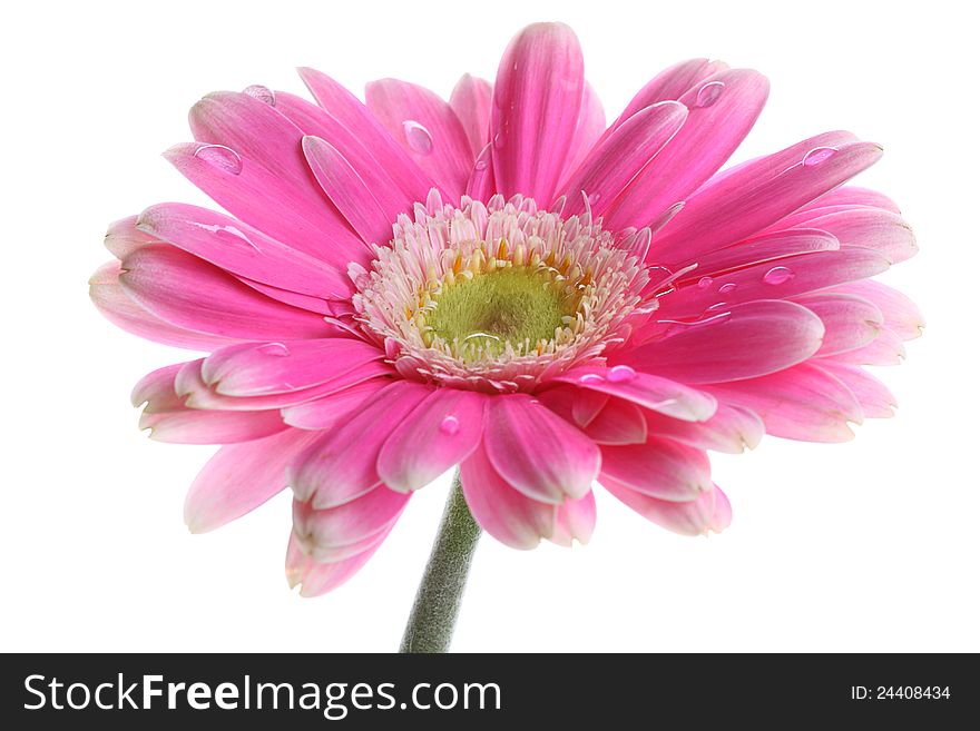 Pink gerbera with dew on white background. Pink gerbera with dew on white background