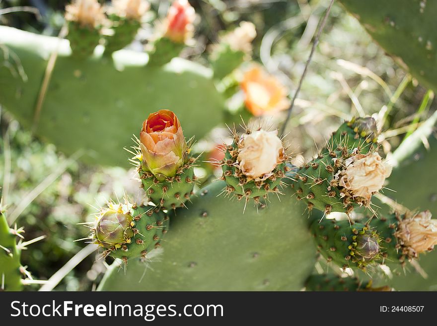 Flowers Of Cactus