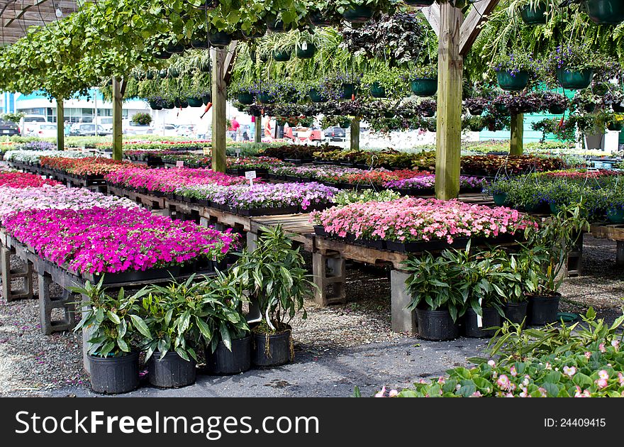 Flowers and plants for sale at an outdoor nursery. Flowers and plants for sale at an outdoor nursery