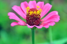 Zinnia Flower Plant-flower Stock Image Stock Photos Zinnia Flower Plant-flower Stock Image Stock Photos
