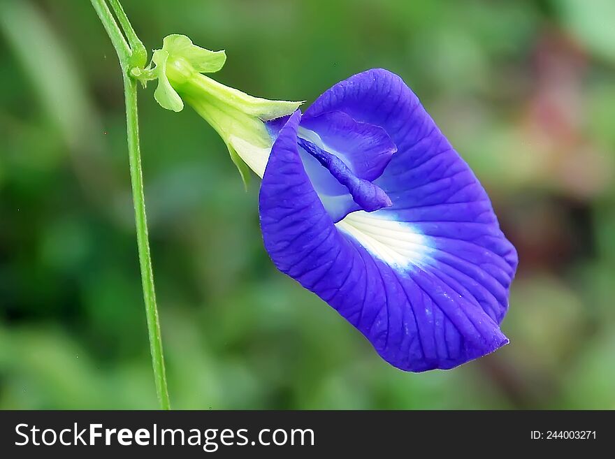 Winged Bean Plant - Flower Stock Image