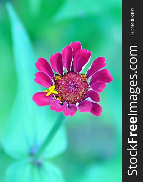 Zinnia flower plant-flower stock image