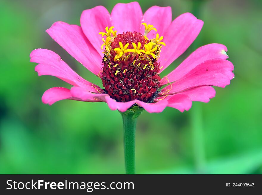 Zinnia Flower Plant-flower Stock Image