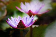 Blue Water Lily With Dewdrops Glowing In Sunlight Royalty Free Stock Photo Blue Water Lily With Dewdrops Glowing In Sunlight Royalty Free Stock Photo