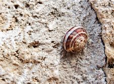 Snail Royalty Free Stock Images Snail Royalty Free Stock Images