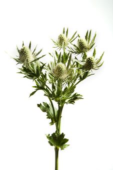 Thistle Stock Image Thistle Stock Image