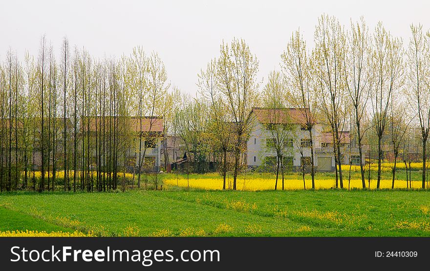 The spring tree in front of the farmhouse in the green of the field.