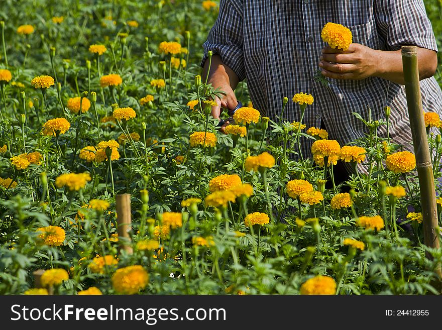 Gardener in Marigold flower garden