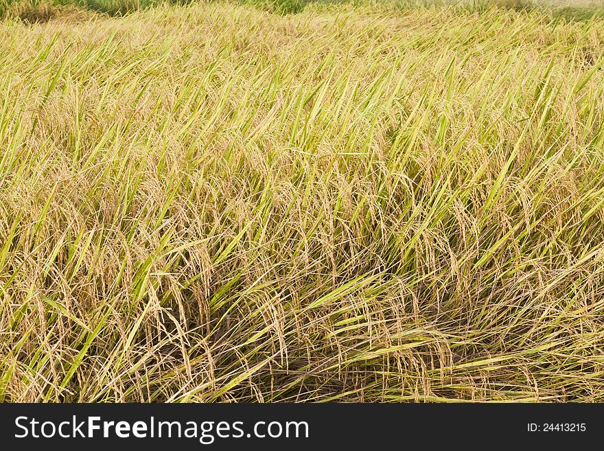 Rice plants in rice farm