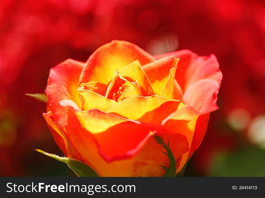 Orange yellow rose glowing in sunlight with red colored blurred background. Orange yellow rose glowing in sunlight with red colored blurred background