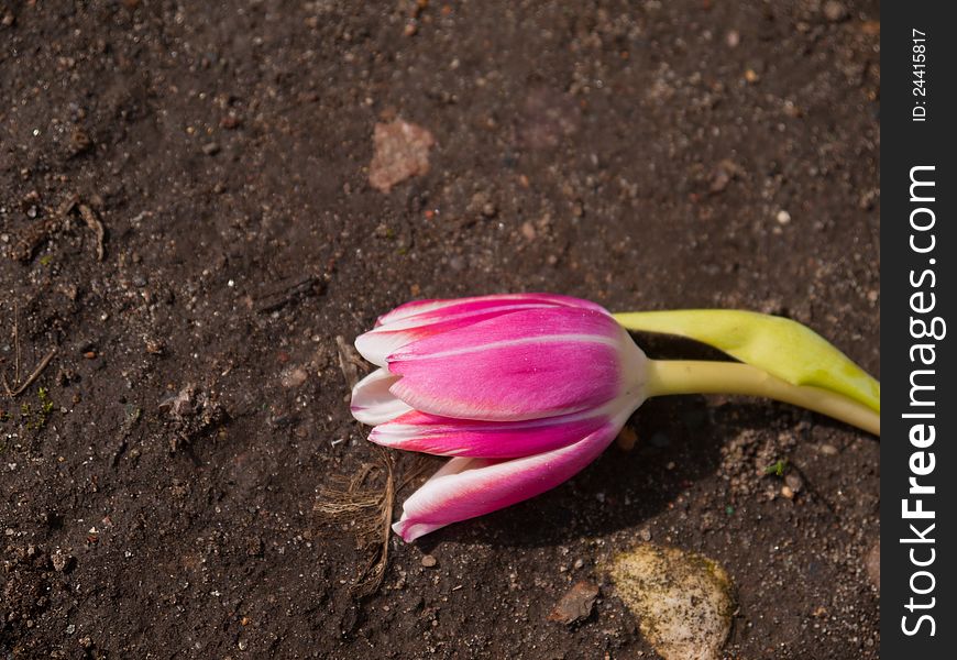 Tulip that has been thrown away