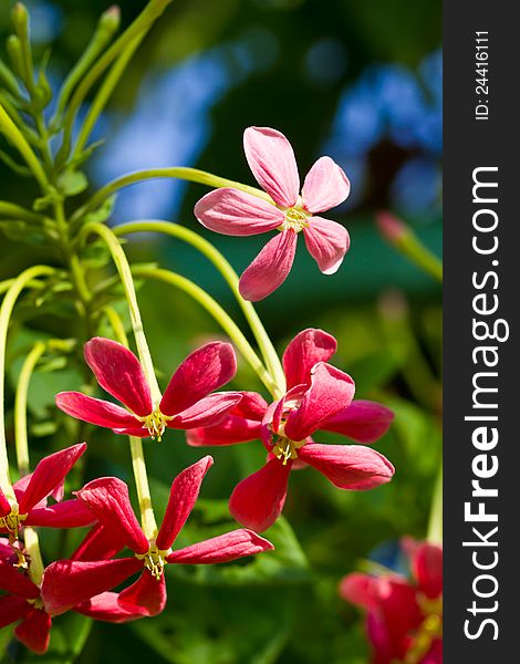 Rangoon creeper, (Quisqualis indica Linn. in science name)