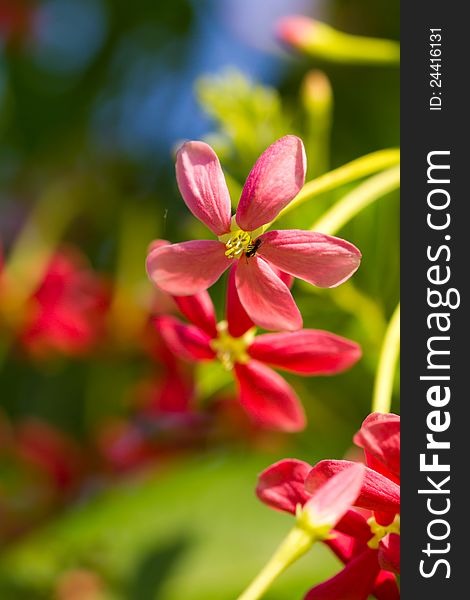 Rangoon creeper, (Quisqualis indica Linn. in science name)