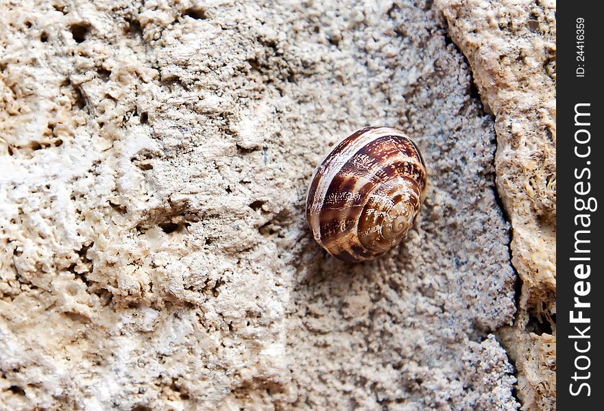 Snail on a stone wall