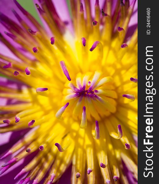 Closeup of yellow pollen of pink waterlily