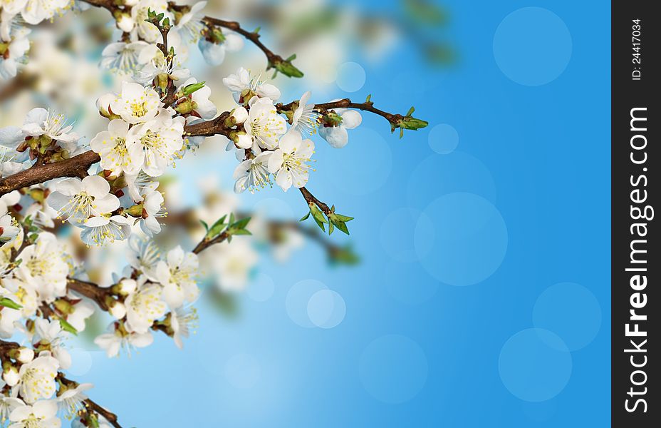 Apricot blossoms on a blue background with bokeh