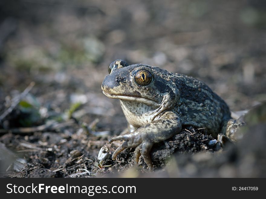 The spade footed toad sitting on the ground