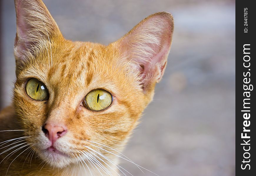 Thai cat stare at something watchfully. Thai cat stare at something watchfully