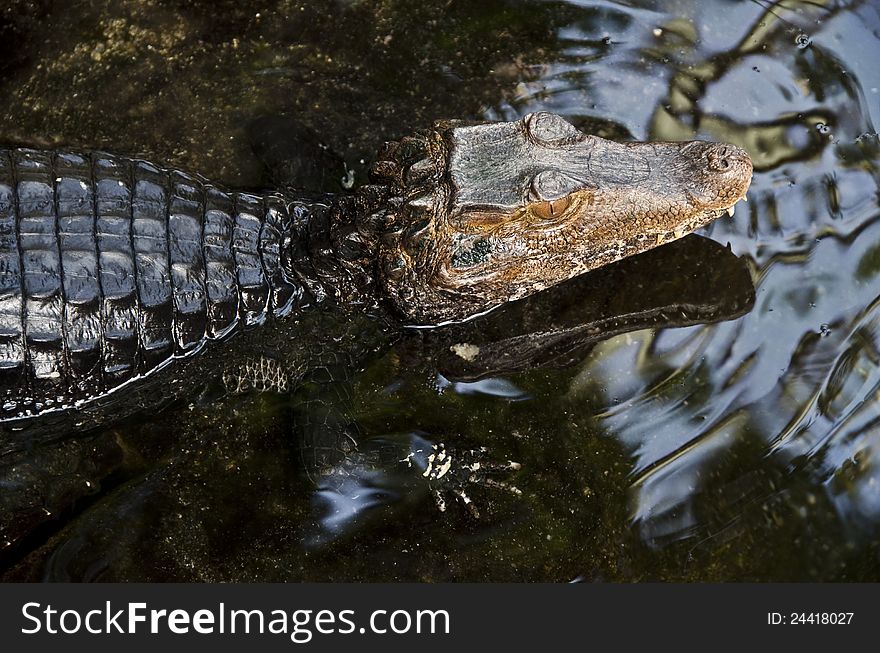 Close-up of caiman peering out of water
